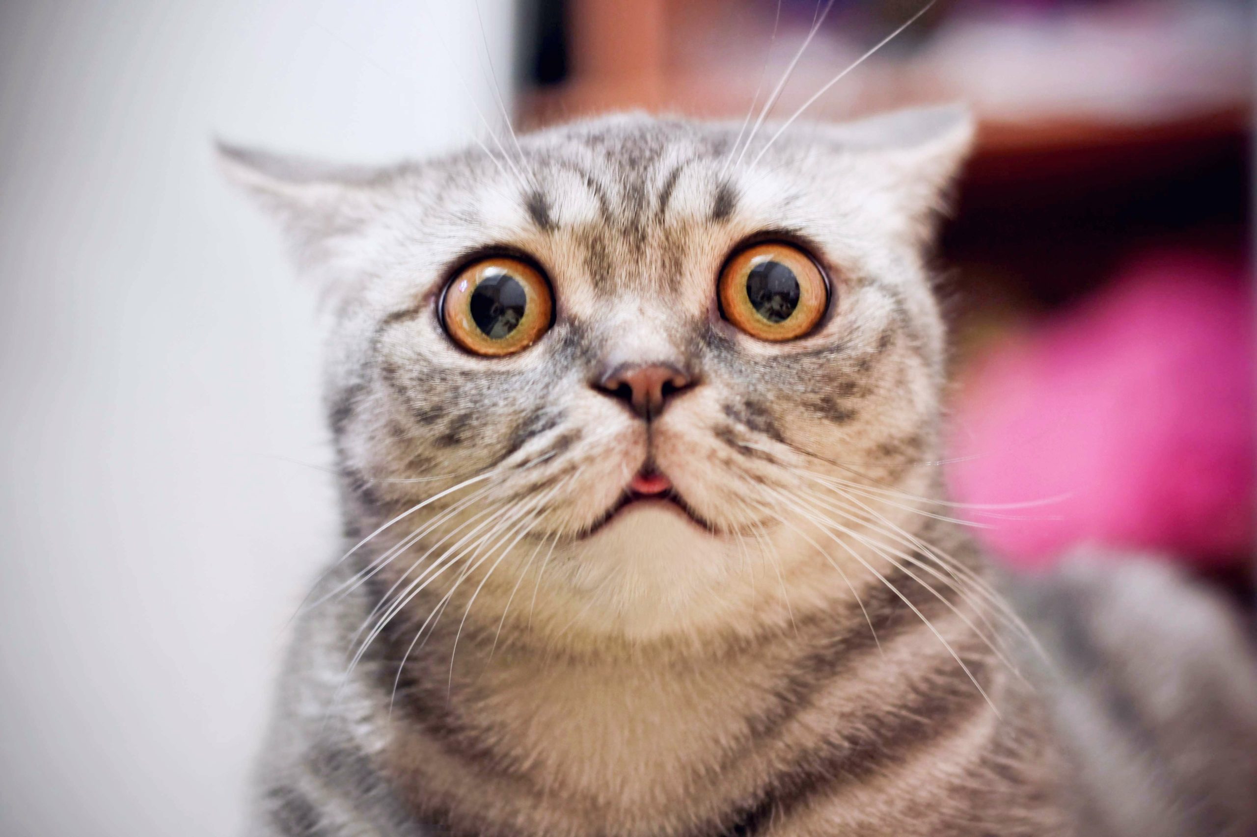 Young Crazy Surprised Cat Make Big Eyes Closeup American Shorthair 