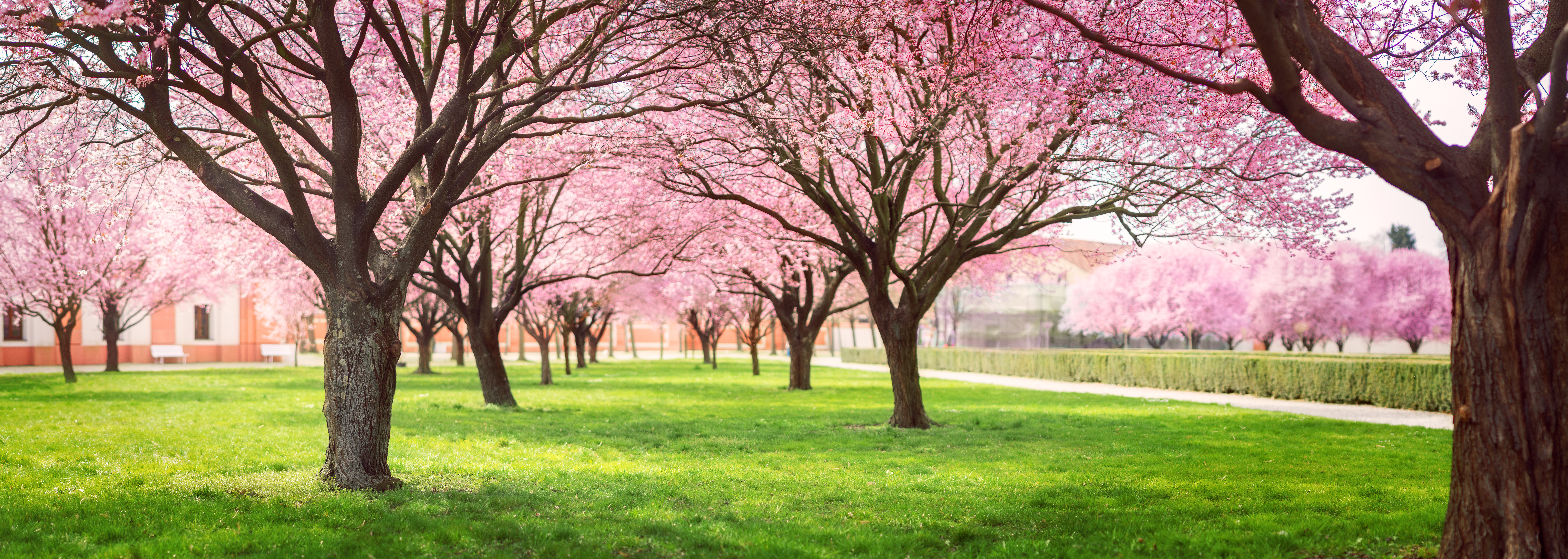 Panorama of Cherry blossom trees Alley in garden on a fresh green lawn at sunset