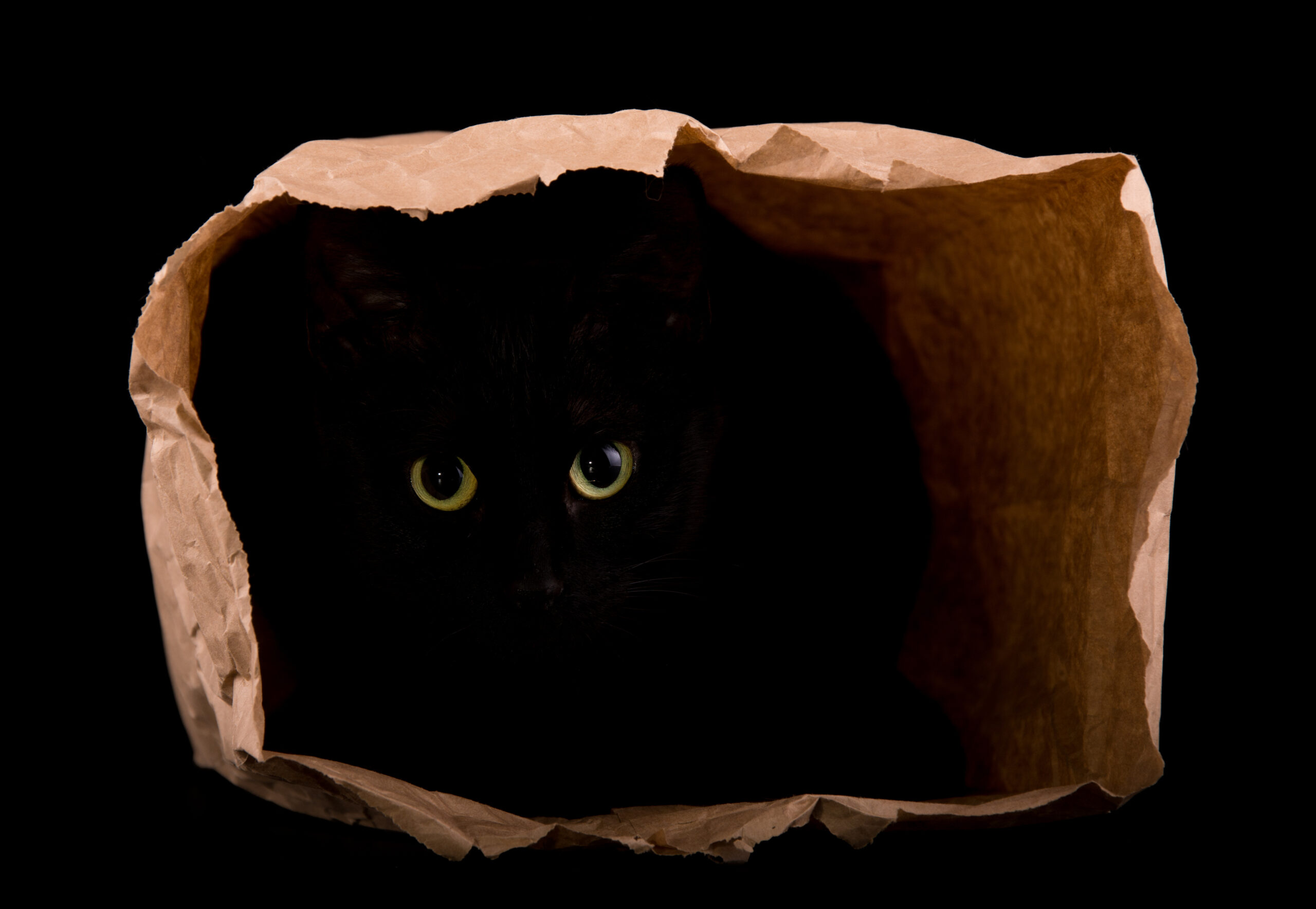 Black cat hiding in the shadows of a paper bag, with her eyes gleaming in the darkness, isolated on black