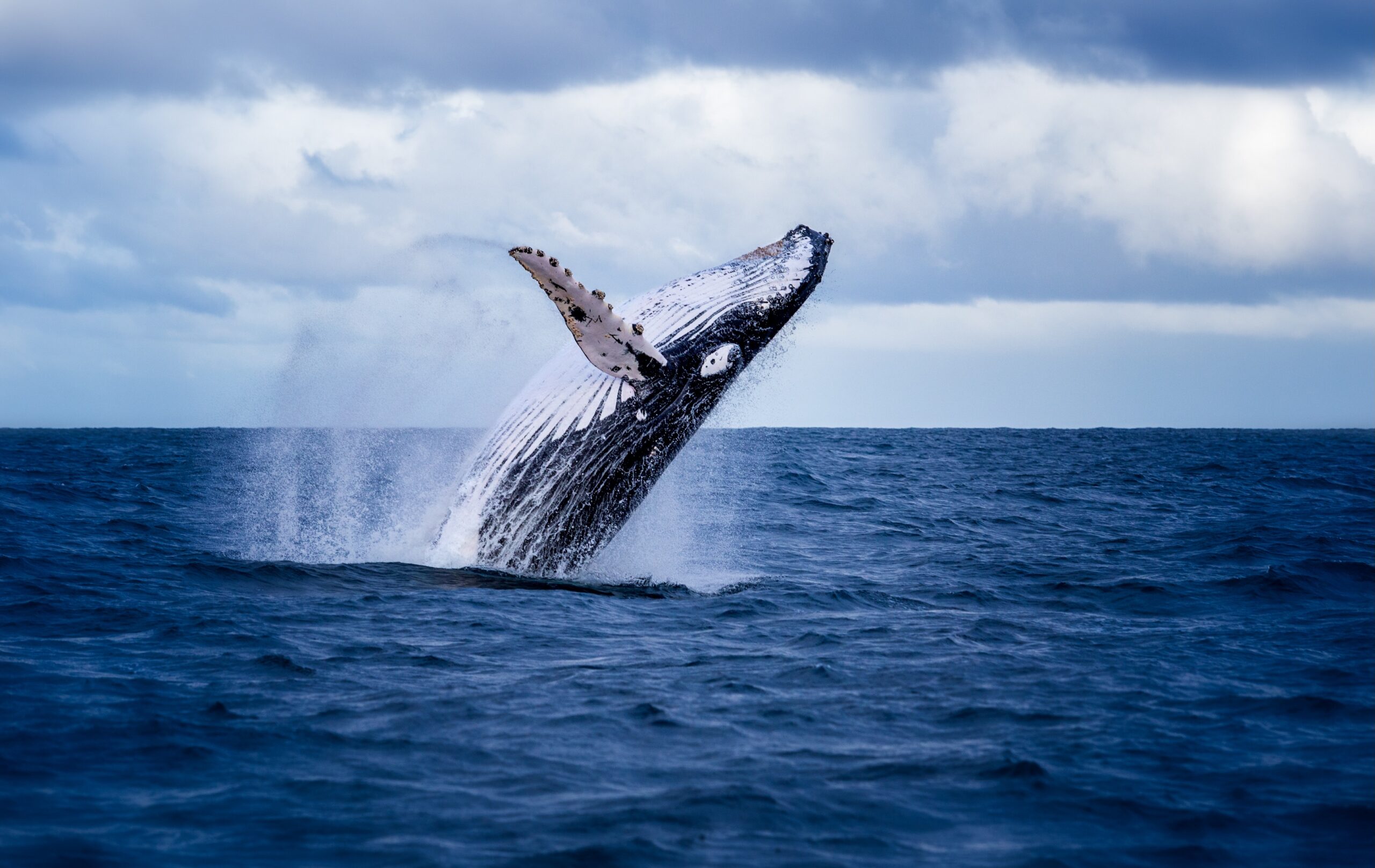 humpback whale breaching