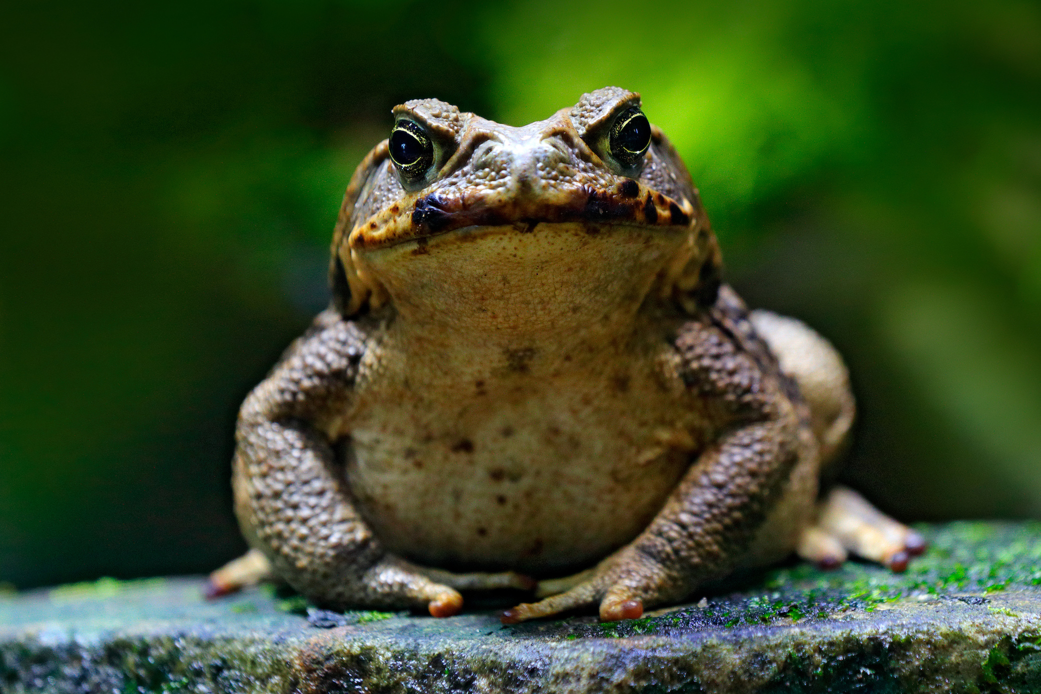Cane toad