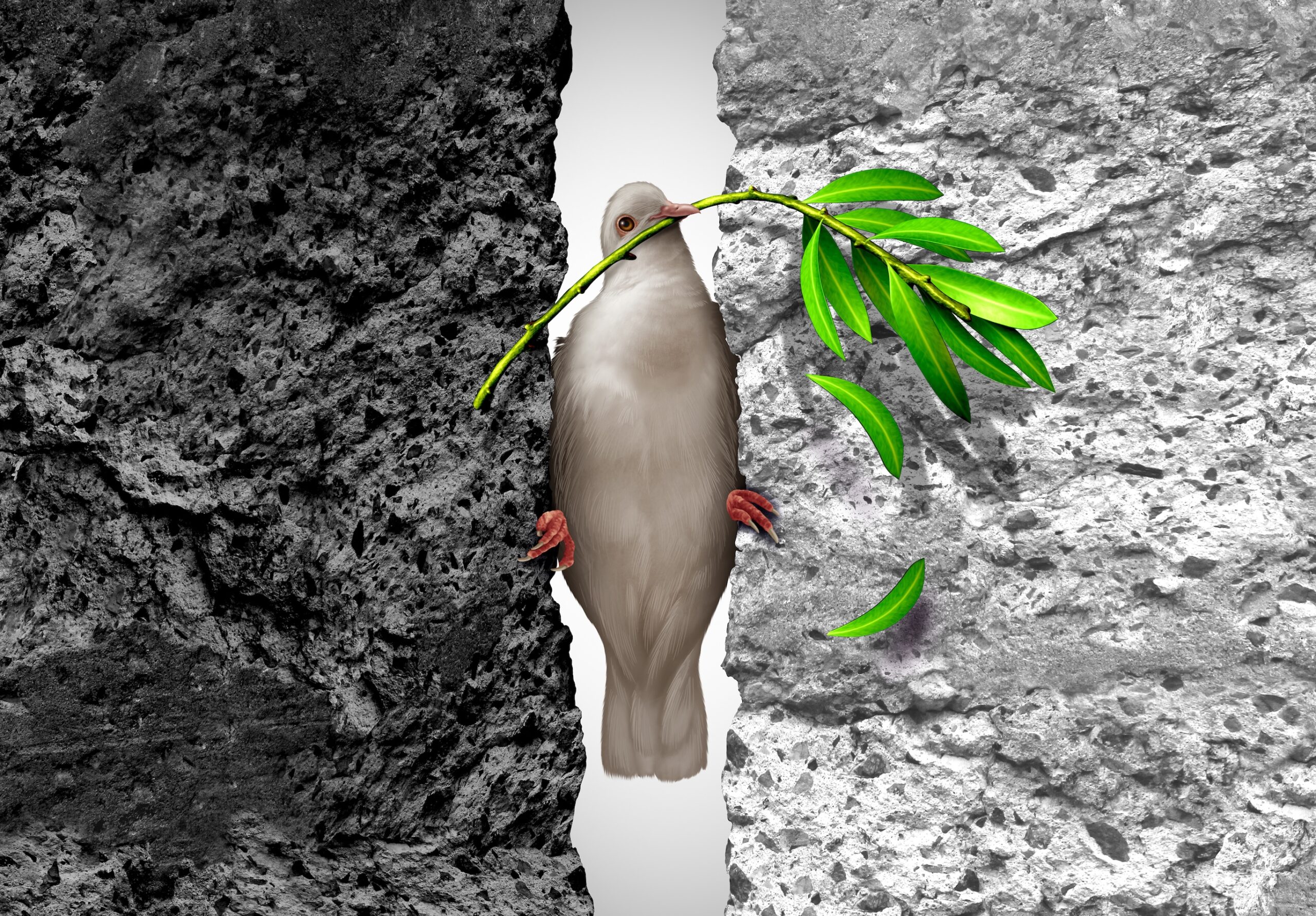 White dove with olive branch in a tight space between a dark rock and a light-colored rock.