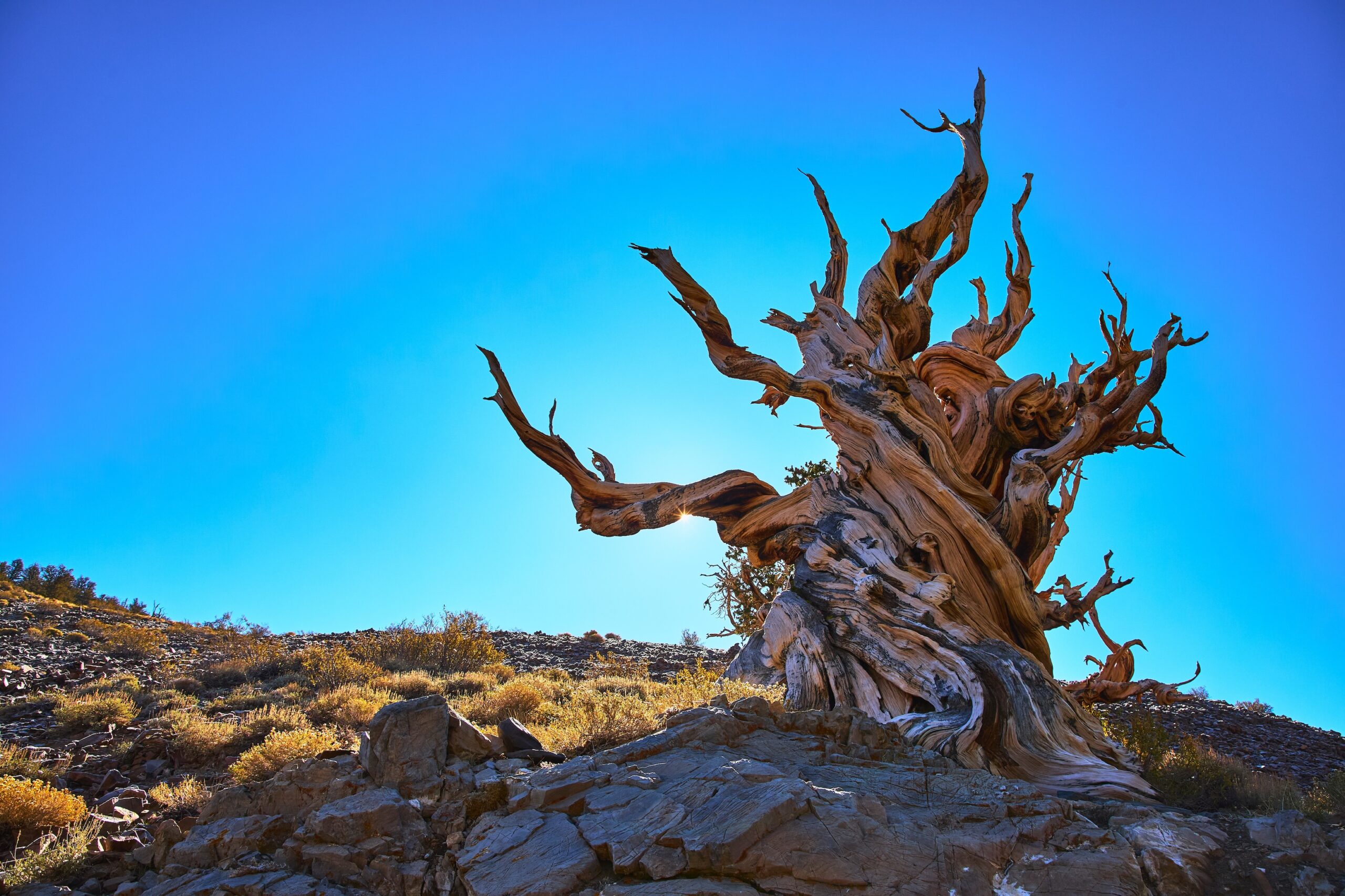 gnarled bristlecone pine with a blue sky background