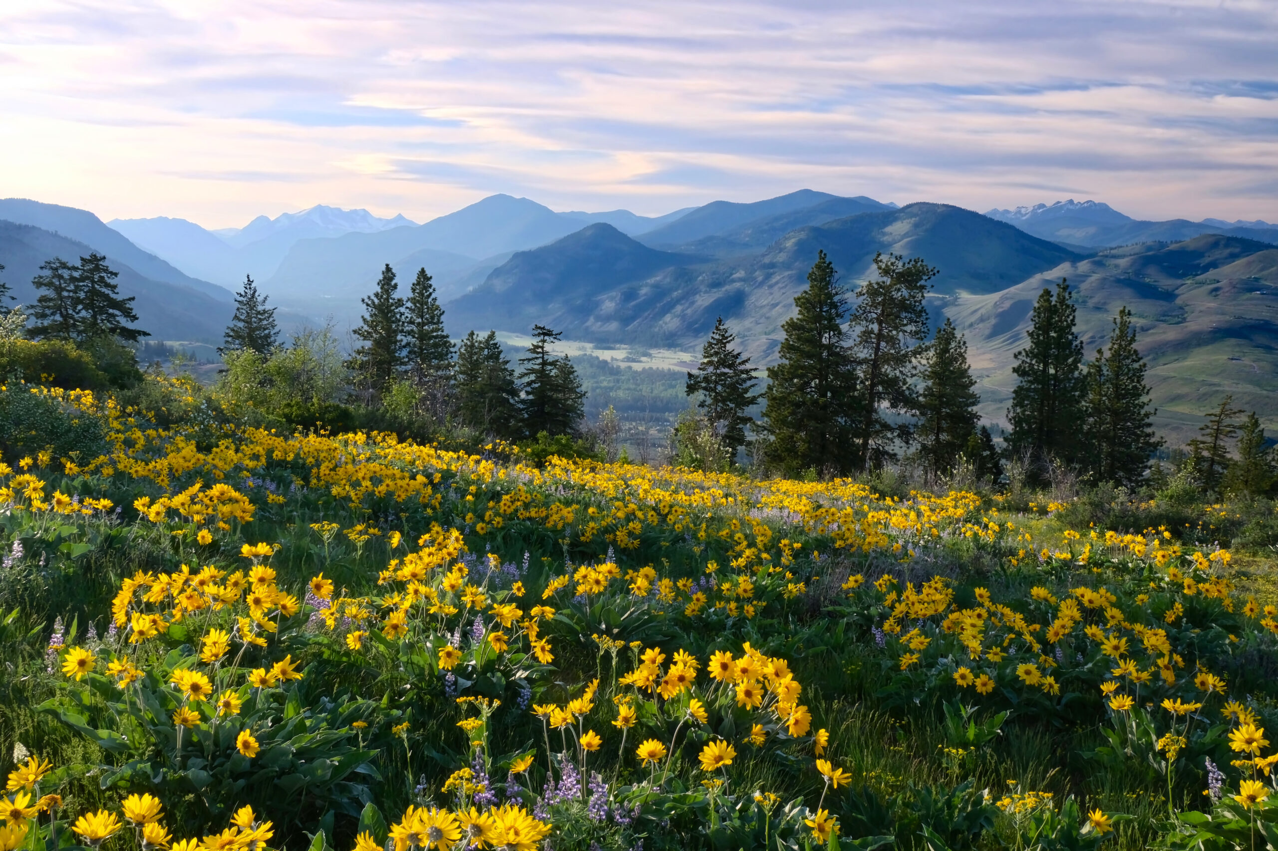 Meadows with arnica and lupine wildflowers, mountains in background