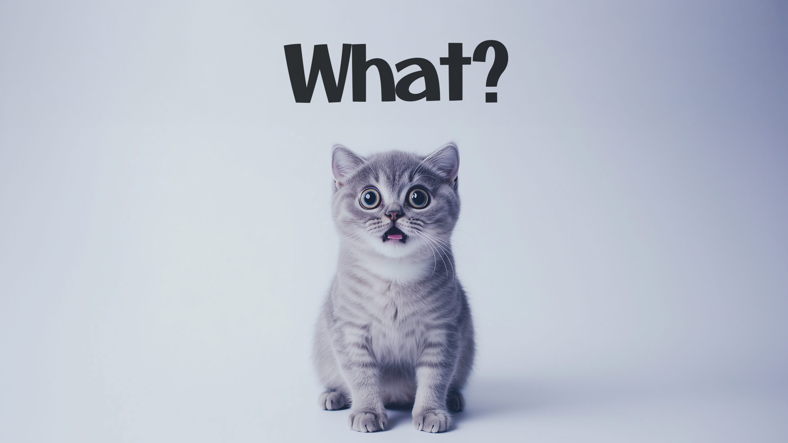 Surprised cat expression with "What?" written above